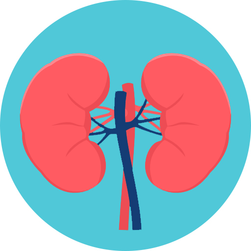 Icon of kidneys
